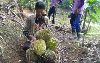 Musim Panen Durian, Petani Beralih Profesi Menjadi Tengkulak Durian