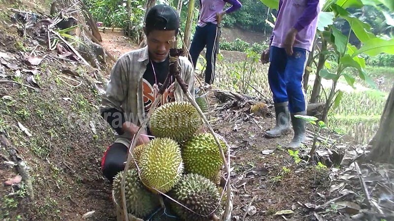 Musim Panen Durian, Petani Beralih Profesi Menjadi Tengkulak Durian