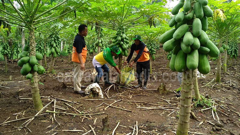 Produktifitas Pupuk Kujang Dapat Dibuktikan Dengan Nyata