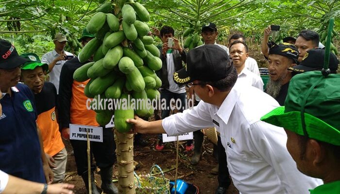 Pupuk Kujang Berkomitmen Tingkatkan Hasil Pertanian