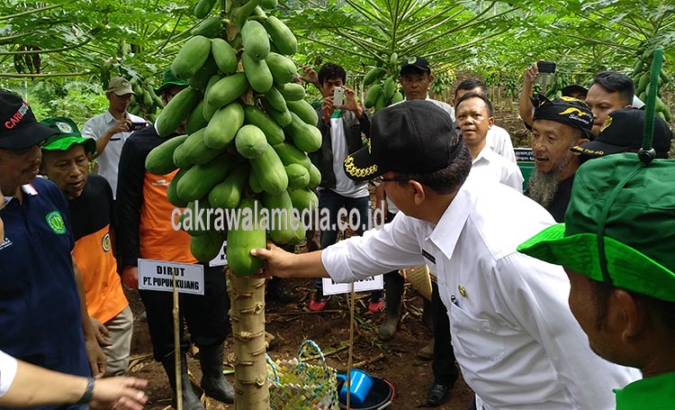 Pupuk Kujang Berkomitmen Tingkatkan Hasil Pertanian