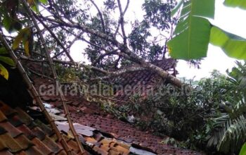 Sepuluh Rumah di Tiga Kecamatan Rusak Tertimpa Pohon Tumbang