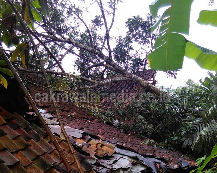 Sepuluh Rumah di Tiga Kecamatan Rusak Tertimpa Pohon Tumbang