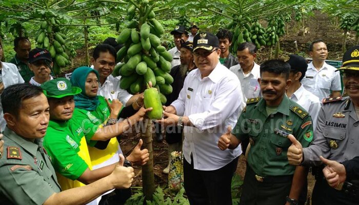 Wali Kota Tasik Gelar Panen Raya Pepaya California 