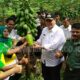 Wali Kota Tasik Gelar Panen Raya Pepaya Kalifornia