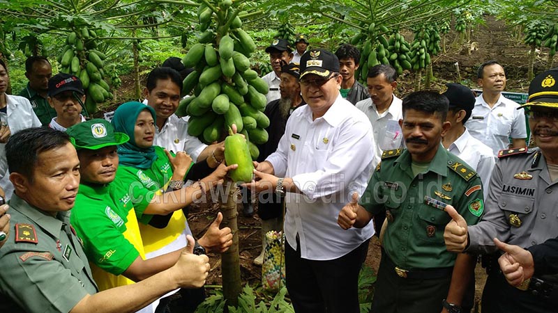 Wali Kota Tasik Gelar Panen Raya Pepaya Kalifornia