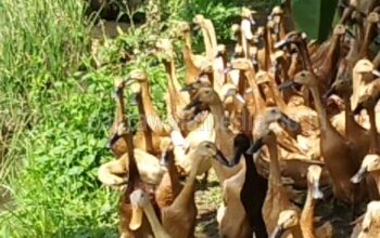 Beberapa Hewan Ternak Warga Mati Diduga Akibat Kebocoran Depo PT Pertamina