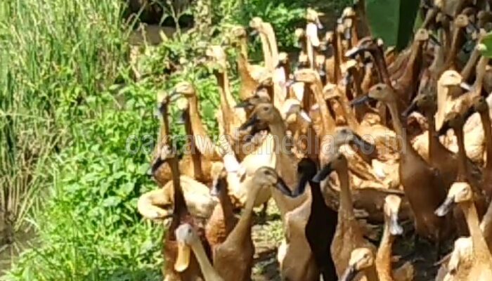 Beberapa Hewan Ternak Warga Mati Diduga Akibat Kebocoran Depo PT Pertamina