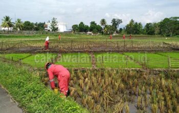 Depo PT Pertamina Bocor, Hektaran Sawah Terancam Gagal Tanam