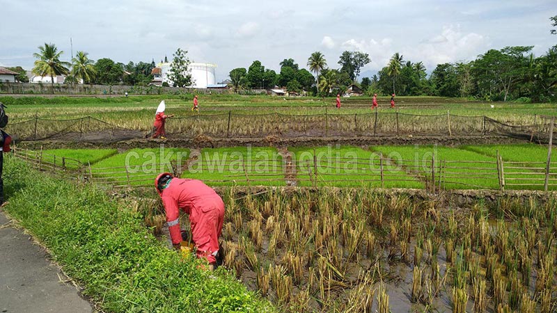 Depo PT Pertamina Bocor, Hektaran Sawah Terancam Gagal Tanam
