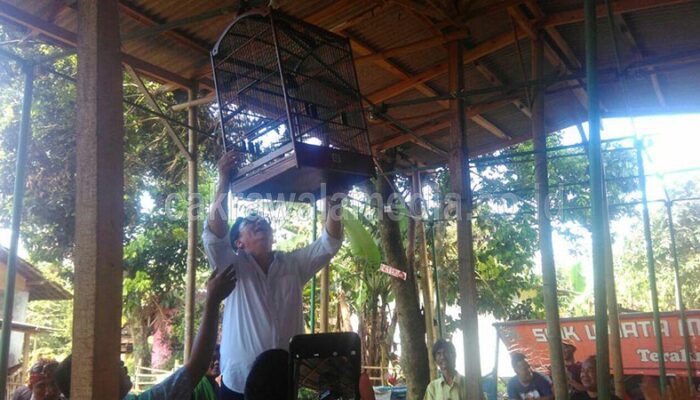 Kado untuk KBB, Kicau Agar Semakin Memukau