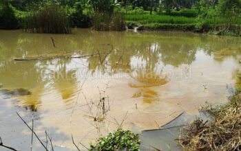 Kolam Milik Warga Terkontaminasi BBM, Ratusan Ikan Mati