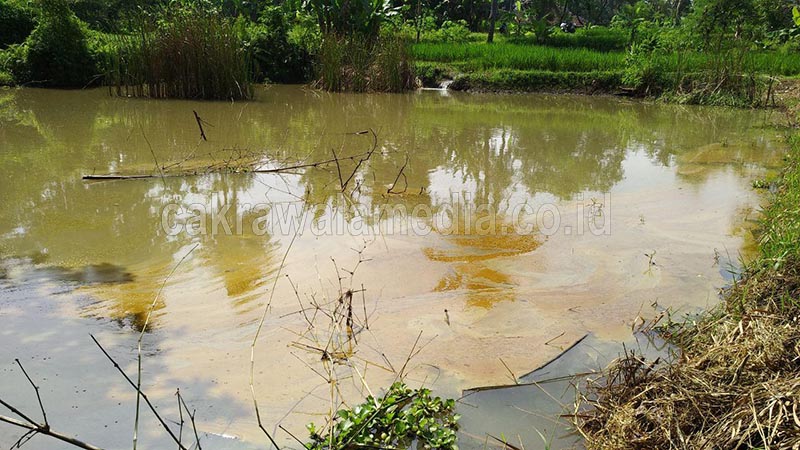 Kolam Milik Warga Terkontaminasi BBM, Ratusan Ikan Mati