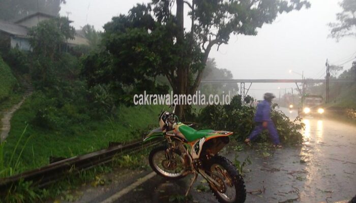 Padalarang Dilanda Hujan Angin, Pohon Bertumbangan