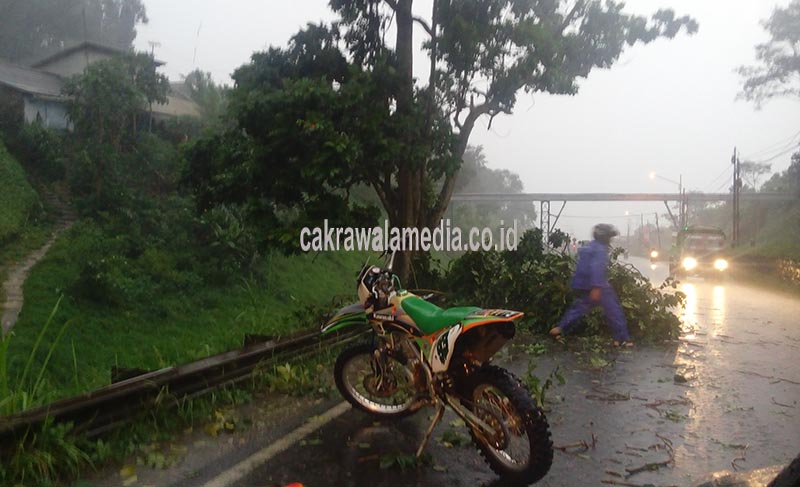 Padalarang Dilanda Hujan Angin, Pohon Bertumbangan