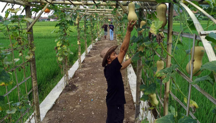 Manfaatkan Lahan Umum, Warga Situ Beet Tanam Labu Si Madu