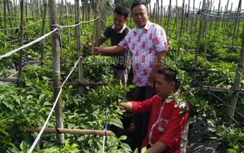 Petani Pemula Asal Purbaratu Raup Untung Berlipat Ganda
