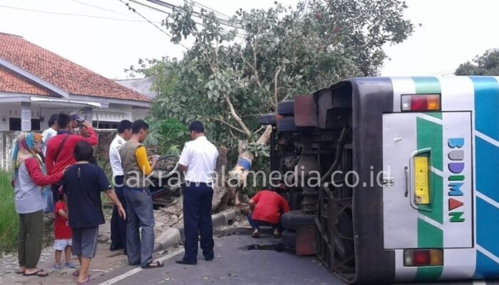 Hantam Becak, Bus Budiman Terguling di Banjar