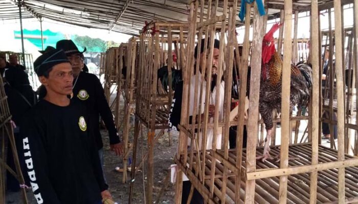 Cari Bibit Unggul, Ratusan Ayam Pelung Dikonteskan