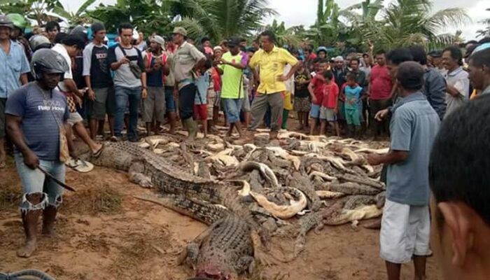 Mangsa Seorang Warga, Ratusan Buaya Dibantai di Penangkaran Buaya