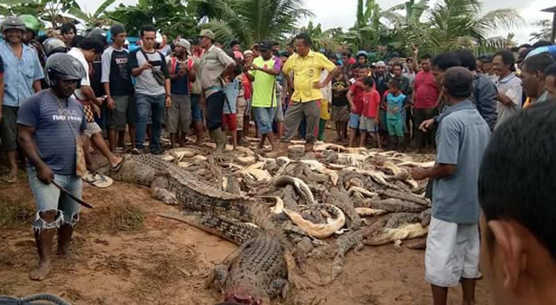 Mangsa Warga Sorong, Ratusan Buaya Dibantai Warga di Penangkaran Buaya