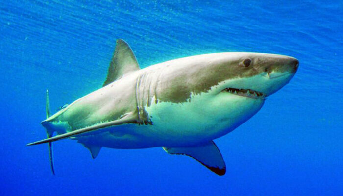 Diserang Hiu, Dua Warga Australia Kritis