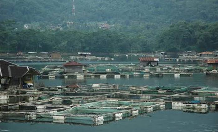 Akibat Cuaca Buruk, Puluhan Ton Ikan di KJA Saguling Mati