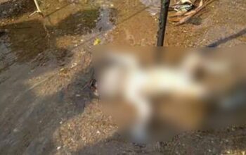 Tega ! Bayi Tak Berdosa Diduga Tewas Dibunuh Di Sebuah Sungai