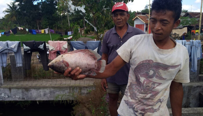 Akibat Serangan Virus, Budi Daya Ikan Gurame Merugi