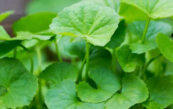 Manfaat Daun Pegagan Bagi Kesehatan