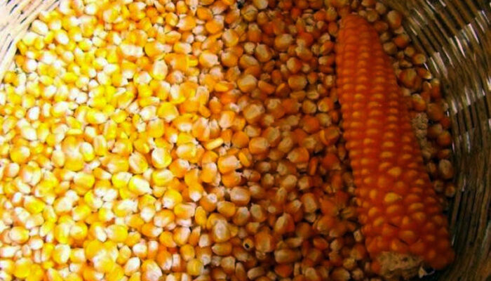 Manfaat Jagung untuk Pakan Ayam