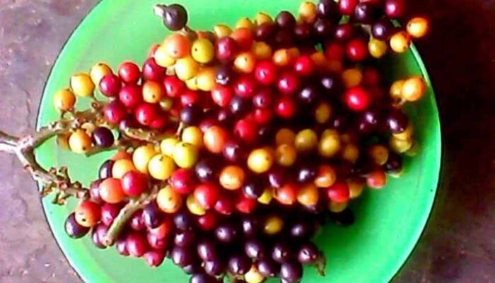 Manfaat Buah Buni