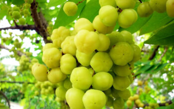 Manfaat Buah Cermai untuk Kesehatan