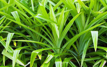 Manfaat Daun Pandan