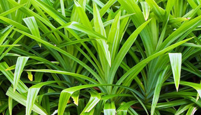Manfaat Daun Pandan