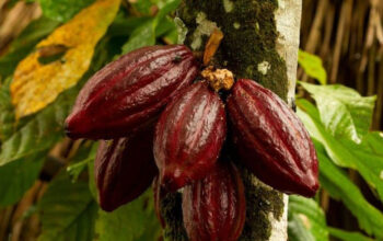 Manfaat Buah Cokelat