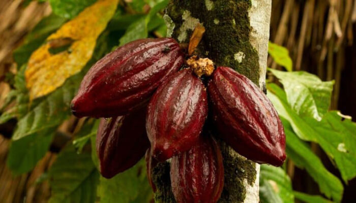 Manfaat Buah Cokelat