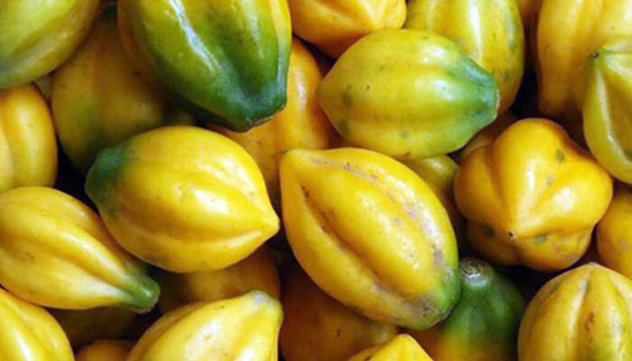 Manfaat Buah Carica untuk Kesehatan