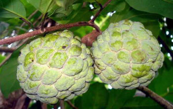 Manfaat Buah Srikaya