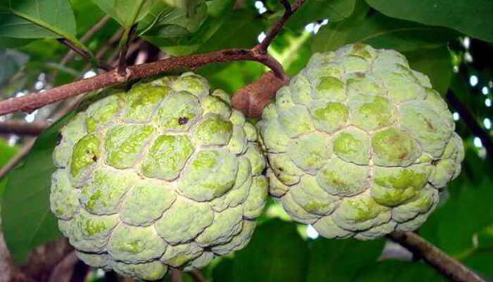 Manfaat Buah Srikaya