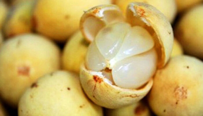 Manfaat Buah Duku