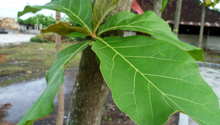 Bagus Untuk Kecantikan, Inilah Manfaat Daun Jati Sebenarnya