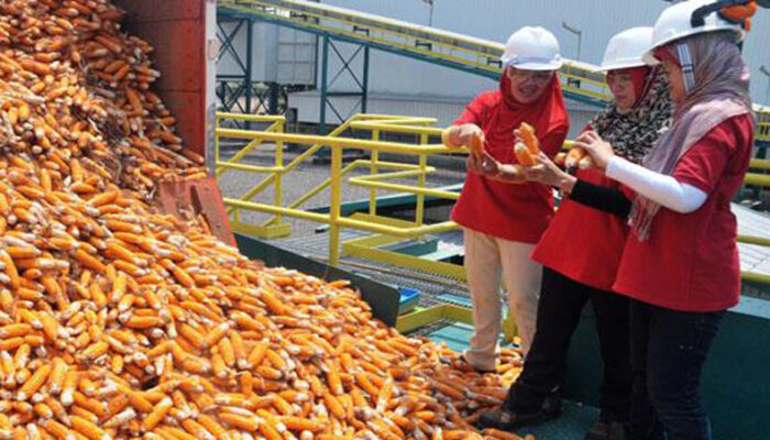 Usai Beras, Pemerintah Akan Impor Jagung