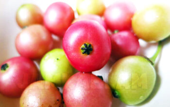 Manfaat Buah Kersen untuk Asam Urat