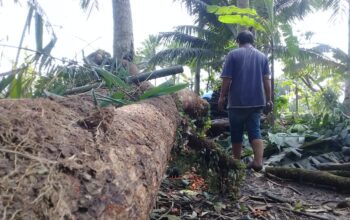 Pasca Angin Ribut, Warga Butuhkan Mesin Chainsaw, Taganapun Tiba