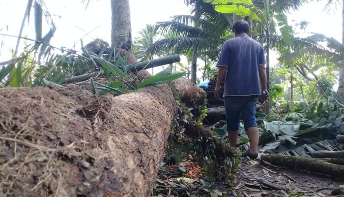 Pasca Angin Ribut, Warga Butuhkan Mesin Chainsaw, Taganapun Tiba