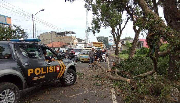 Pohon Tumbang Macetkan Arus Lalu Lintas