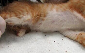 Ini Cara Mudah dan Ampuh Membasmi Kutu Kucing Kesayangan