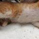Ini Cara Mudah dan Ampuh Membasmi Kutu Kucing Kesayangan