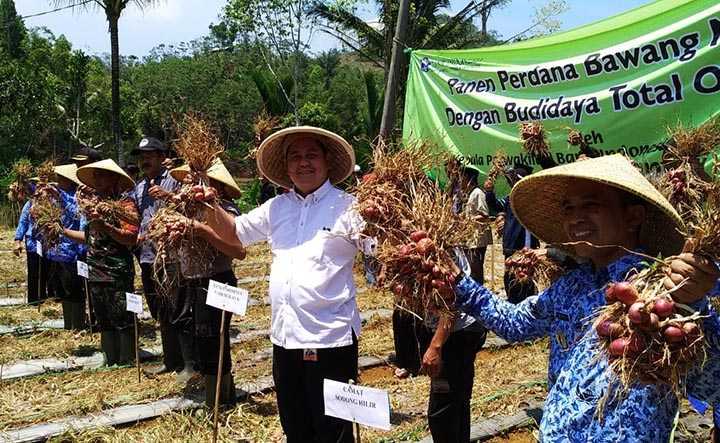 Begini Sinergi BI dan Petani Memproduksi Bawang Merah